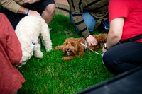 Holmes County Dog Warden 5K 2026